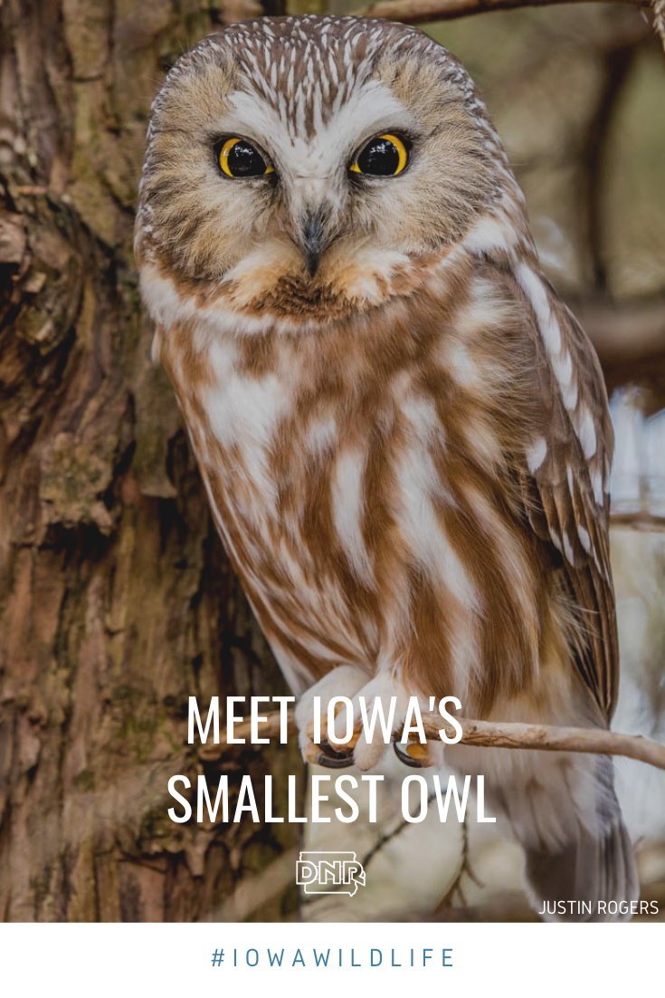 What has bright yellow eyes, weighs less than a lemon, and winters in Iowa? The northern saw-whet owl!  |  Iowa DNR 